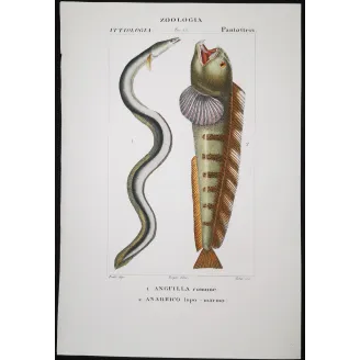 Antique Marine Engraving – Pierre Antoine Prêtre – European Eel and Wolffish