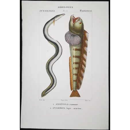 Antique Marine Engraving – Pierre Antoine Prêtre – European Eel and Wolffish