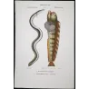 European Eel and Wolffish (Anguilla anguilla, Anarhichas lupus)  Original hand-colored engraving by Prêtre, Antique Print
