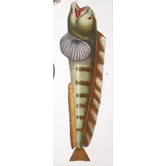 Antique Marine Engraving – Pierre Antoine Prêtre – European Eel and Wolffish