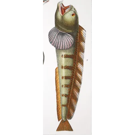 Antique Marine Engraving – Pierre Antoine Prêtre – European Eel and Wolffish