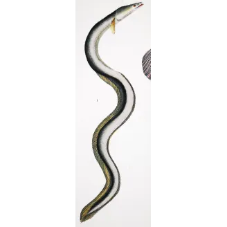 Antique Marine Engraving – Pierre Antoine Prêtre – European Eel and Wolffish