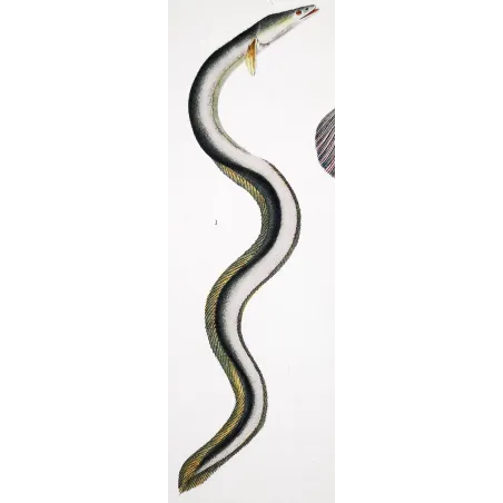 Antique Marine Engraving – Pierre Antoine Prêtre – European Eel and Wolffish