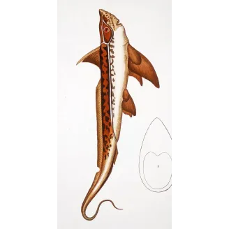 Antique Marine Engraving – Pierre Antoine Prêtre – Golden Chimaera