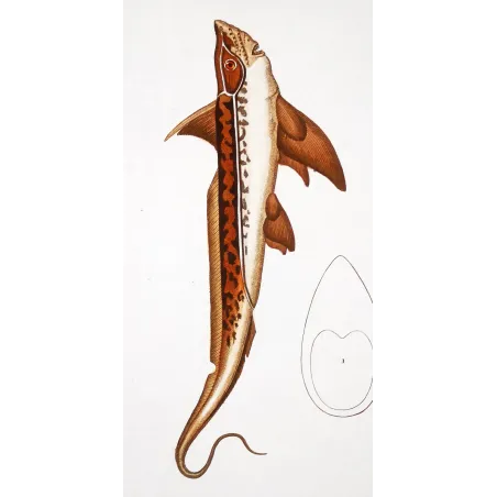 Antique Marine Engraving – Pierre Antoine Prêtre – Golden Chimaera