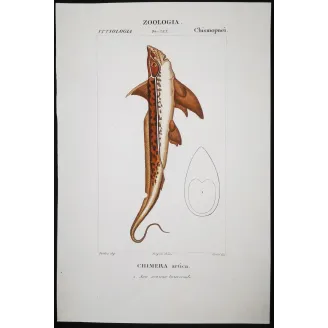 Antique Marine Engraving – Pierre Antoine Prêtre – Golden Chimaera