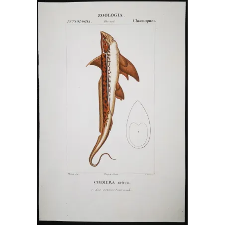 Antique Marine Engraving – Pierre Antoine Prêtre – Golden Chimaera