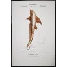 Golden Chimaera (Chimaera aurica)  Original hand-colored engraving by Pierre Antoine Prêtre, Antique Print