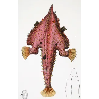Antique Marine Engraving – Pierre Antoine Prêtre – Batfish