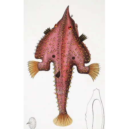 Antique Marine Engraving – Pierre Antoine Prêtre – Batfish