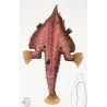Batfish (Malthe vespertilio)  Original hand-colored engraving by Pierre Antoine Prêtre, Antique Print