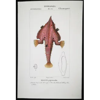 Antique Marine Engraving – Pierre Antoine Prêtre – Batfish