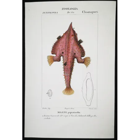 Antique Marine Engraving – Pierre Antoine Prêtre – Batfish