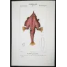 Batfish (Malthe vespertilio)  Original hand-colored engraving by Pierre Antoine Prêtre, Antique Print