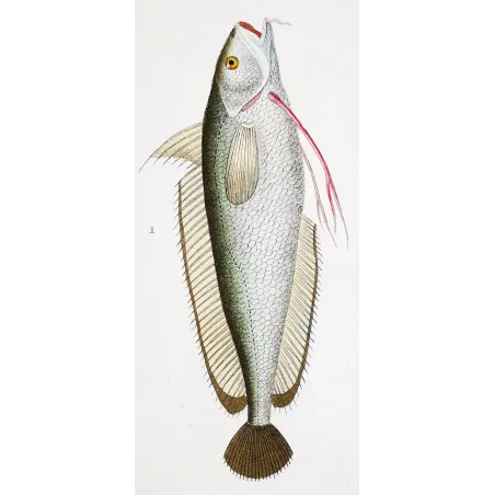 Antique Marine Engraving – Pierre Antoine Prêtre – Greater Forkbeard and Rockling