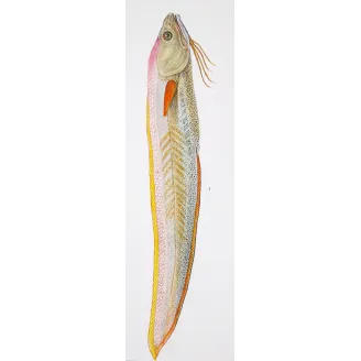 Antique Marine Engraving – Pierre Antoine Prêtre – Mediterranean Rainbow - Wrasse Lesser Sandeel