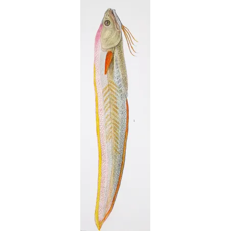 Antique Marine Engraving – Pierre Antoine Prêtre – Mediterranean Rainbow - Wrasse Lesser Sandeel