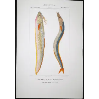 Antique Marine Engraving – Pierre Antoine Prêtre – Mediterranean Rainbow - Wrasse Lesser Sandeel