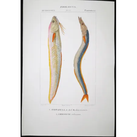 Antique Marine Engraving – Pierre Antoine Prêtre – Mediterranean Rainbow - Wrasse Lesser Sandeel