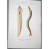Mediterranean Rainbow - Wrasse Lesser Sandeel (Coris julis, Ammodytes tobianus)  Original hand-colored engraving, Antique Print