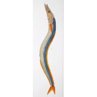 Antique Marine Engraving – Pierre Antoine Prêtre – Mediterranean Rainbow - Wrasse Lesser Sandeel