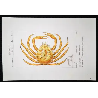 Antique Print by Pierre Antoine Prêtre – Maia squinado (Maia squinado)