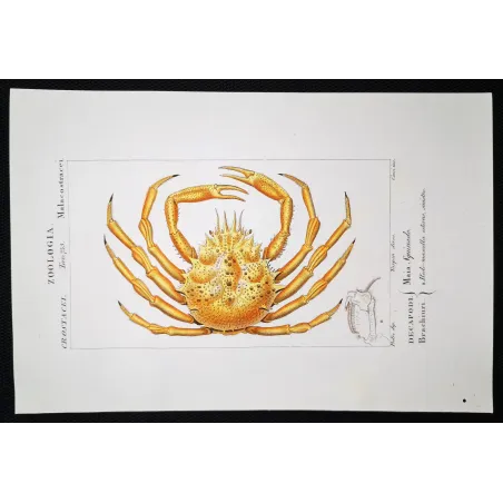 Antique Print by Pierre Antoine Prêtre – Maia squinado (Maia squinado)