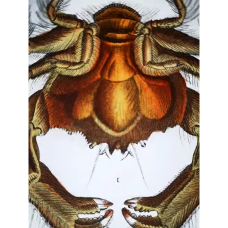 Antique Print by Pierre Antoine Prêtre – Dromia invadissima (Dromia invadissima)
