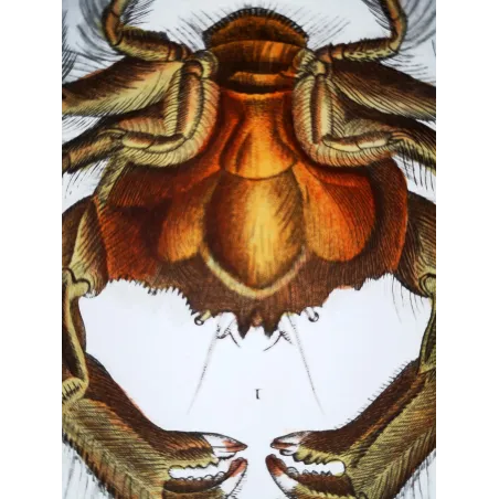 Antique Print by Pierre Antoine Prêtre – Dromia invadissima (Dromia invadissima)