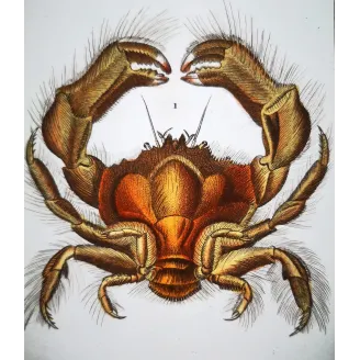 Antique Print by Pierre Antoine Prêtre – Dromia invadissima (Dromia invadissima)