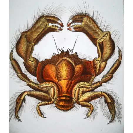 Antique Print by Pierre Antoine Prêtre – Dromia invadissima (Dromia invadissima)