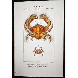 Antique Print by Pierre Antoine Prêtre – Dromia invadissima (Dromia invadissima)