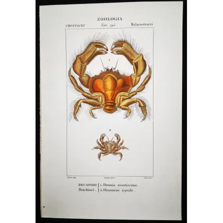 Antique Print by Pierre Antoine Prêtre – Dromia invadissima (Dromia invadissima)