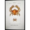 Dromia invadissima (*Dromia invadissima*)  Original hand-colored engraving by Pierre Antoine Prêtre, Antique Print