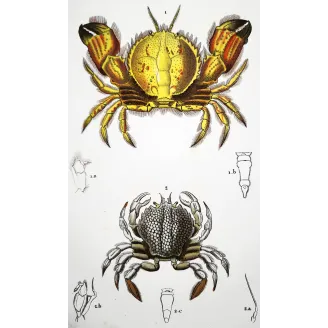 Antique Marine Engraving – Pierre Antoine Prêtre – Ateleciclo