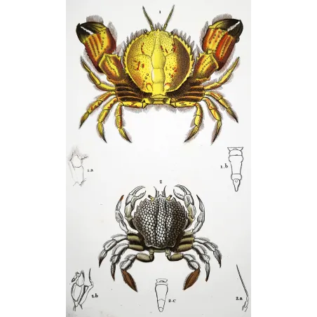 Antique Marine Engraving – Pierre Antoine Prêtre – Ateleciclo