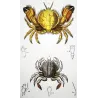 Ateleciclo (*Ateleciclo dentatus*)  Original hand-colored engraving by Pierre Antoine Prêtre, Antique Print