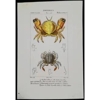 Antique Marine Engraving – Pierre Antoine Prêtre – Ateleciclo