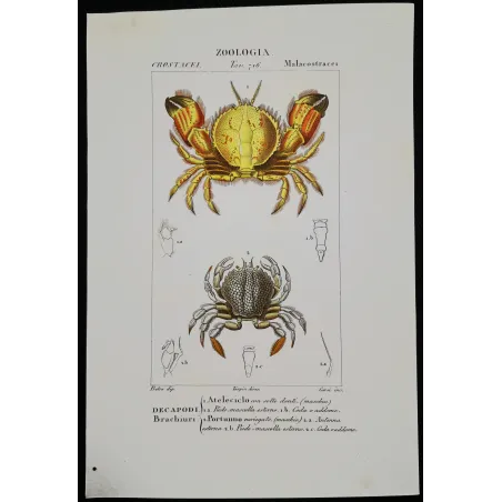 Antique Marine Engraving – Pierre Antoine Prêtre – Ateleciclo