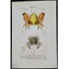 Ateleciclo (*Ateleciclo dentatus*)  Original hand-colored engraving by Pierre Antoine Prêtre, Antique Print