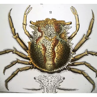 Antique Marine Engraving – Pierre Antoine Prêtre – Pisa tetraodonte