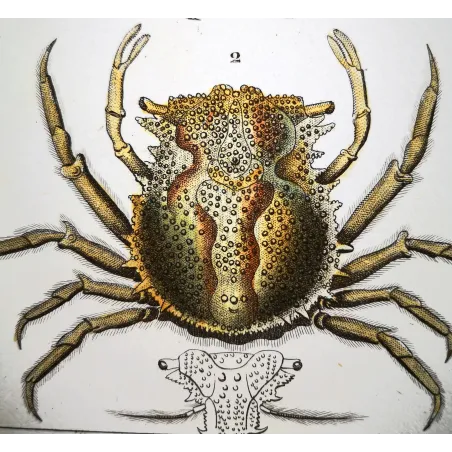 Antique Marine Engraving – Pierre Antoine Prêtre – Pisa tetraodonte