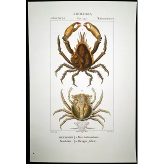 Antique Marine Engraving – Pierre Antoine Prêtre – Pisa tetraodonte