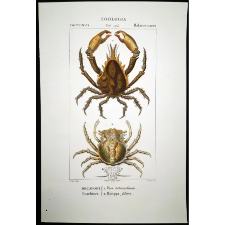 Antique Marine Engraving – Pierre Antoine Prêtre – Pisa tetraodonte