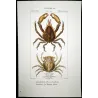 Pisa tetraodonte (*Pisa tetraodonte*)  Original hand-colored engraving by Pierre Antoine Prêtre, Antique Print