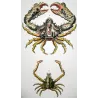 Partenope orrida (*Partenope orrida*)  Original hand-colored Antique Print by Pierre Antoine Prêtre