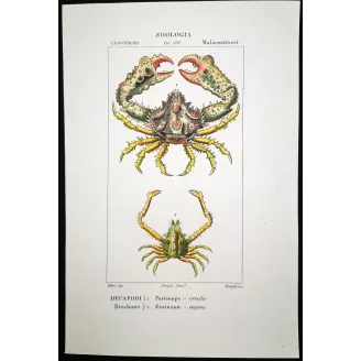 Antique Print by Pierre Antoine Prêtre – Partenope orrida (Partenope orrida)