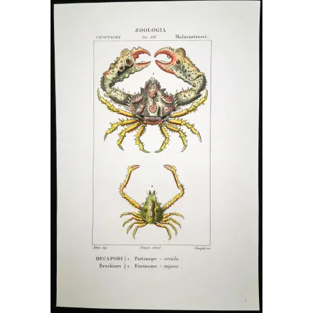 Antique Print by Pierre Antoine Prêtre – Partenope orrida (Partenope orrida)