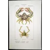 Partenope orrida (*Partenope orrida*)  Original hand-colored Antique Print by Pierre Antoine Prêtre