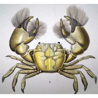 Antique Marine Engraving – Pierre Antoine Prêtre – Grapso penicillato